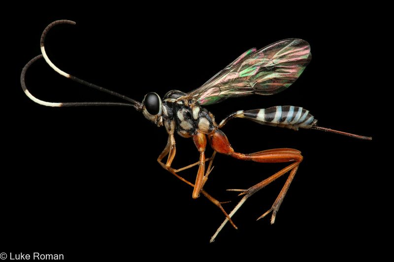Ichneumon wasp photograph