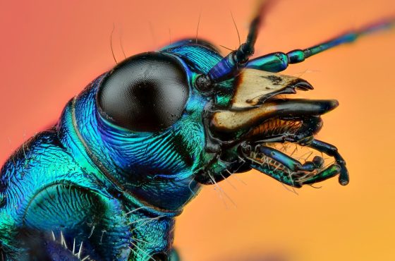 how to take ultra macro insect photographs