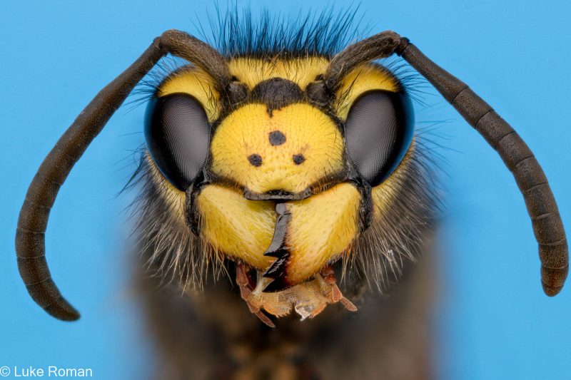 how to photograph ultra macro insects