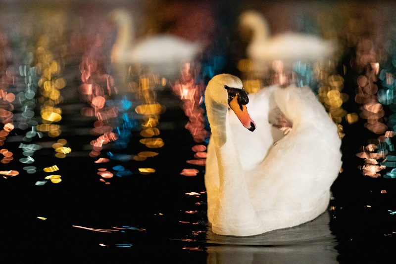 using artificial light to create a bokeh effect in urban wildlife photography
