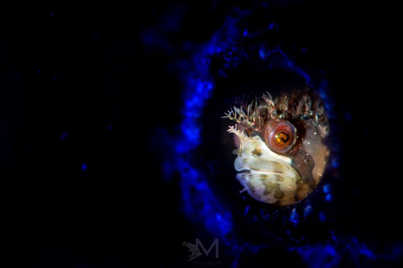 Improve your underwater macro photography