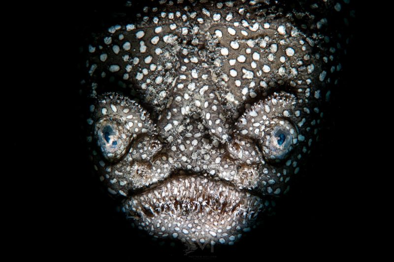 Improving underwater macro portraits