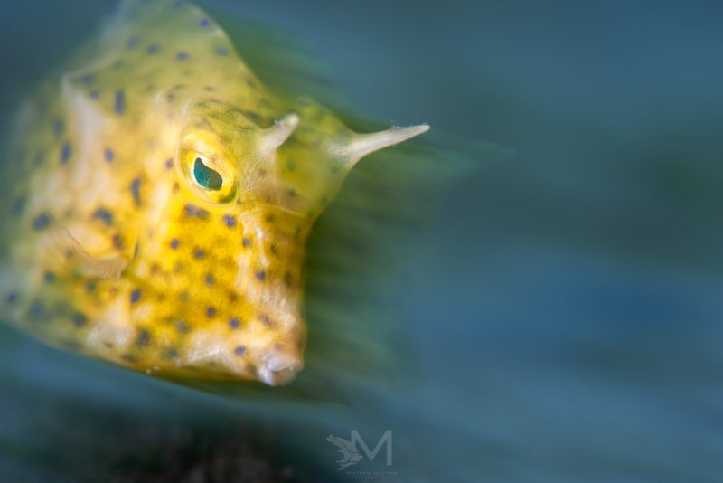 Using motion blur in underwater macro photography