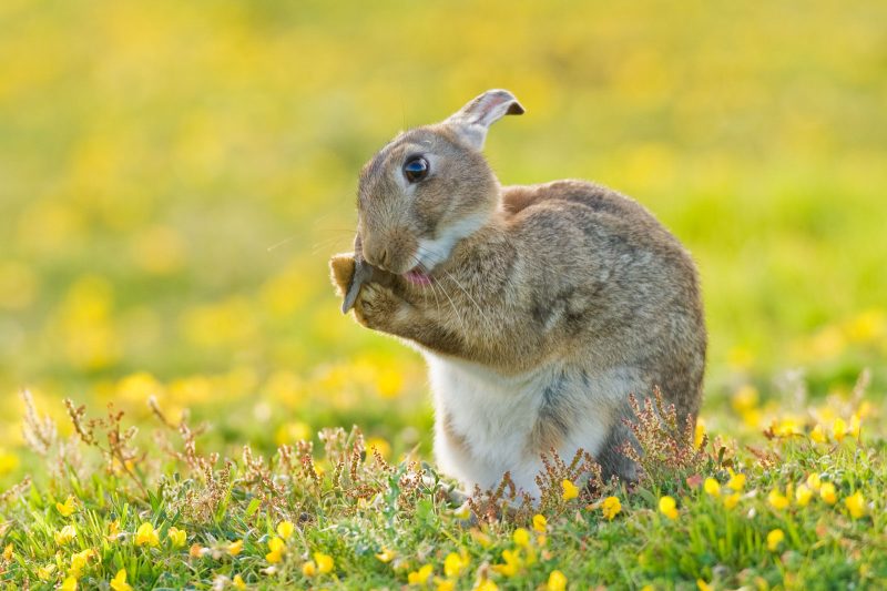 Photograph of rabbit among flowers