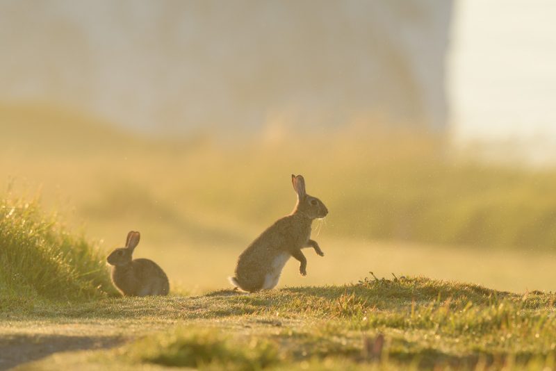 how to photograph rabbits