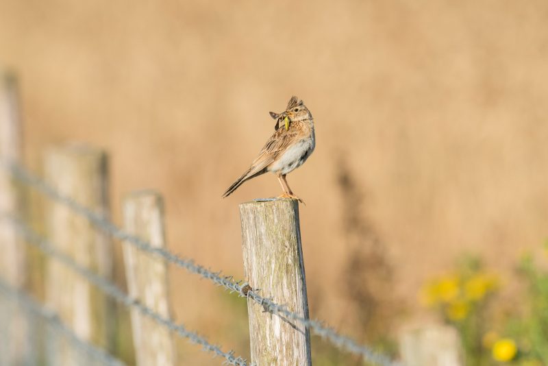 photographing birds in Britain