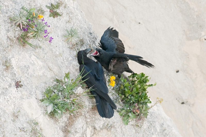 Raven feeding chick photo