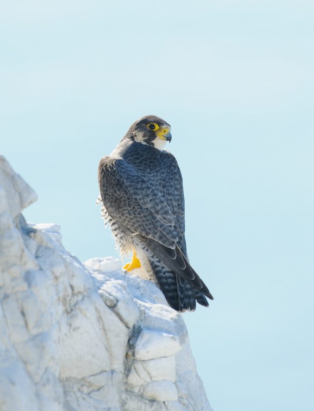 Peregrine falcon on cliff ledge photograph