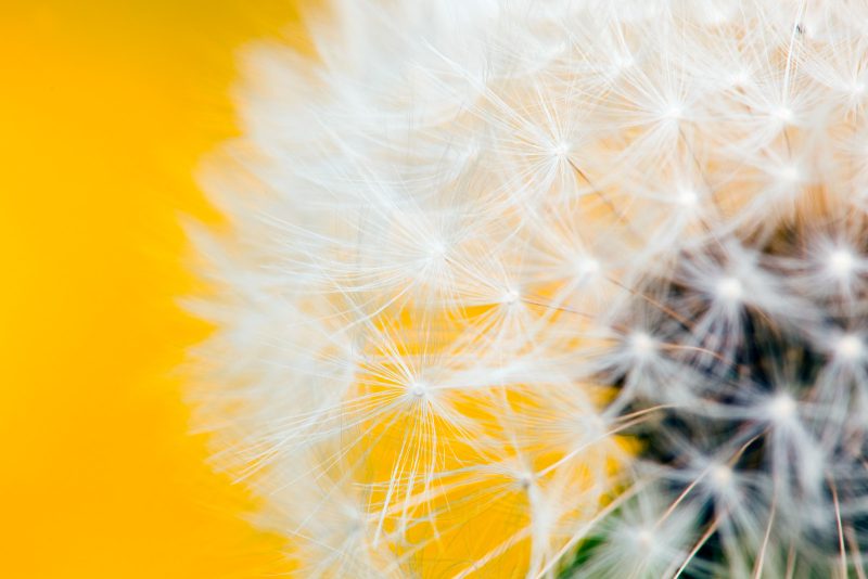 photographing dandelion in spring