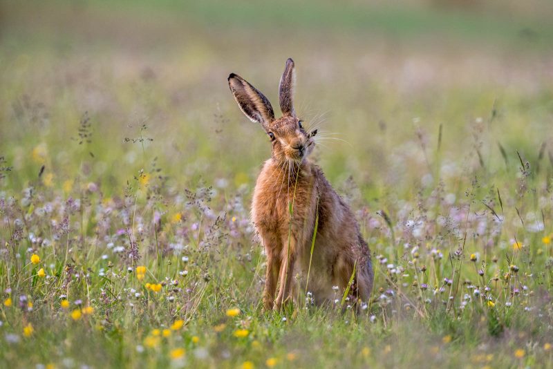 Photograph of brown hare in Spring