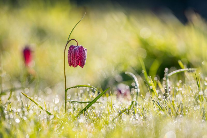 Spring photography ideas to try