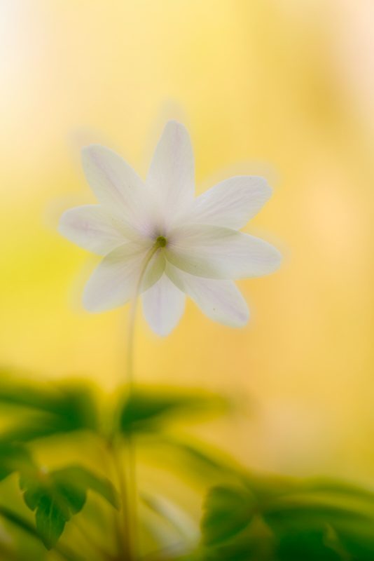 How to use double exposure for flower photography