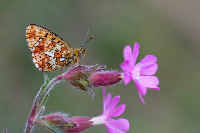 How to photograph butterflies in Spring