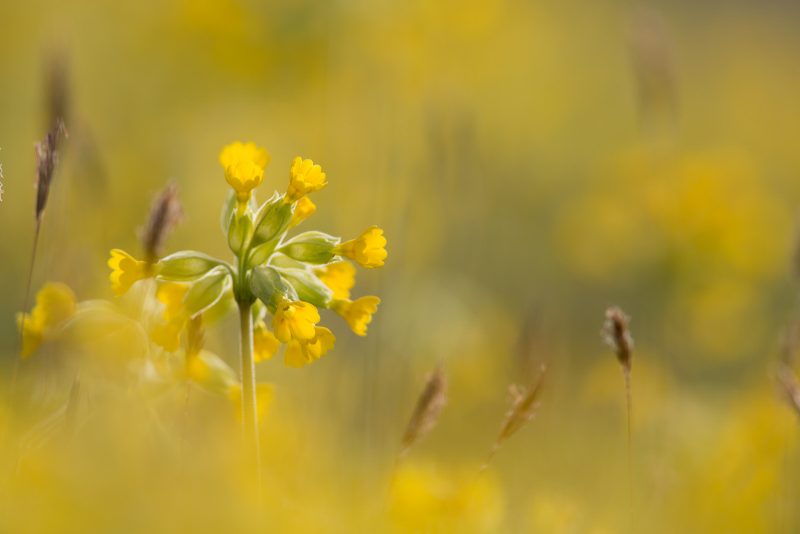 Photographing cowslip flowers