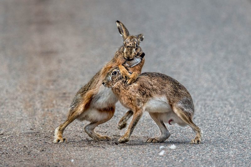 Photographing brown hares