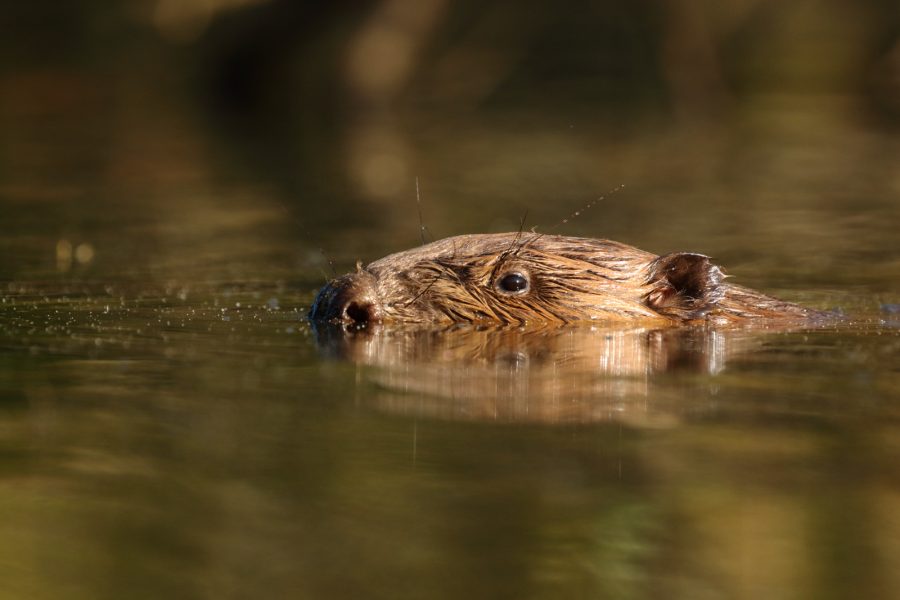 where to photograph beavers