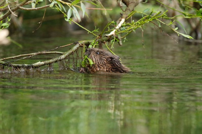 how to photograph beavers in the UK