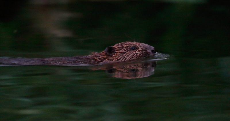 where to photograph beavers