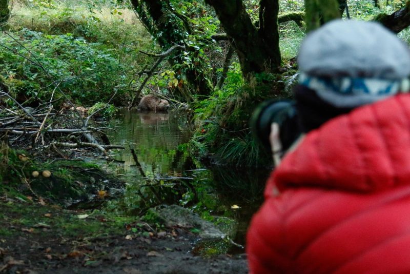 How to photograph beavers