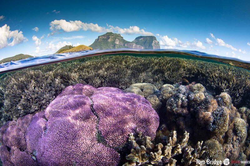 composition for coral reefscape photography