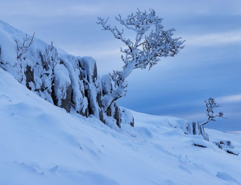 lone tree in snow photography