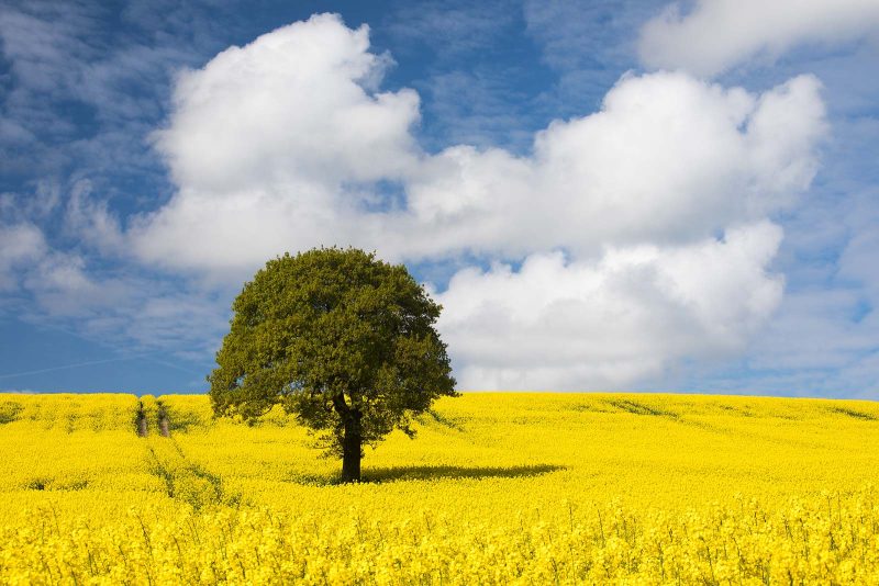 how to photograph lone trees