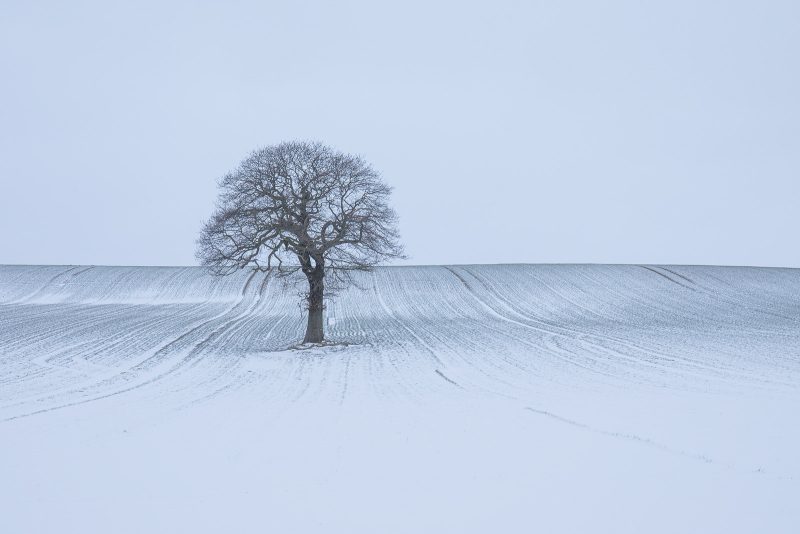 lone tree in snowy field photograph