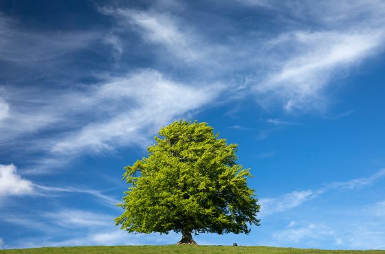 how to photograph a lone tree