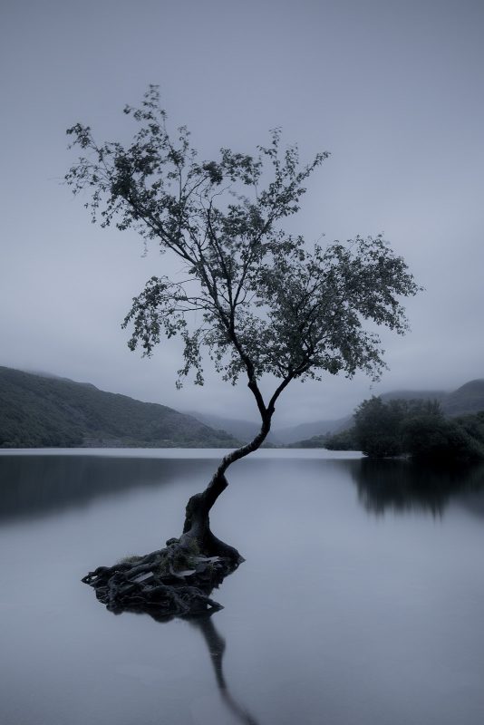 photographing a lone tree