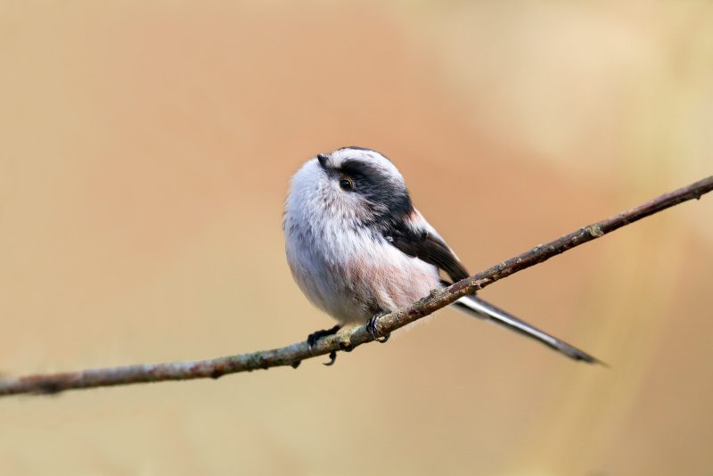 how to photograph long-tailed tits