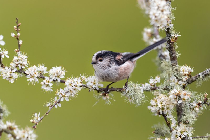 Photographing long-tailed tits