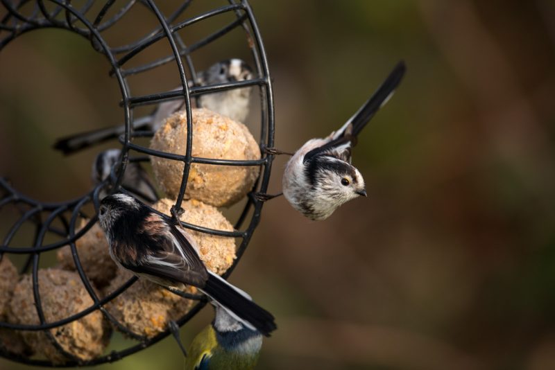 Long-tailed tit photography
