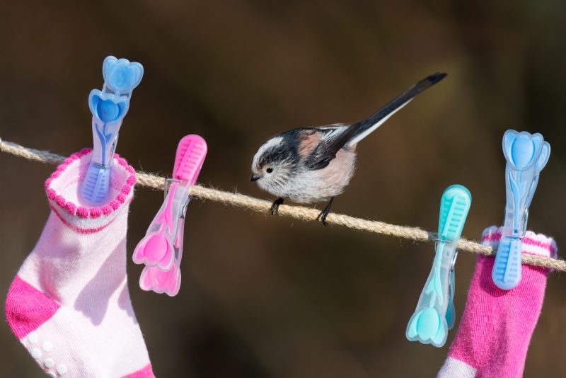 Photographing birds in your garden