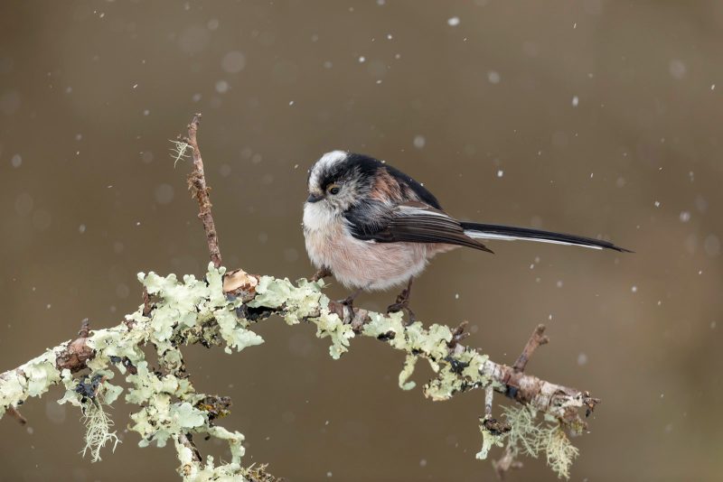 Photographing long-tailed tits in snow