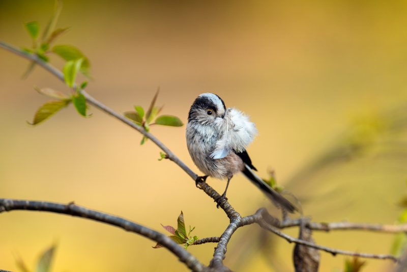 long-tailed tit collecting feathers for nest