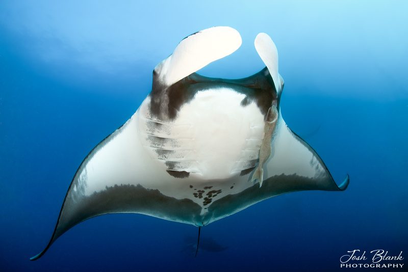 how to photograph manta rays