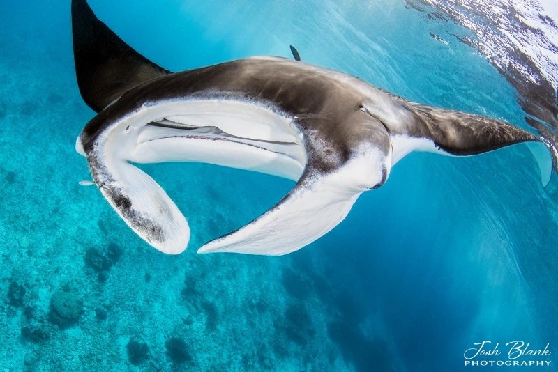 photographing manta rays underwater