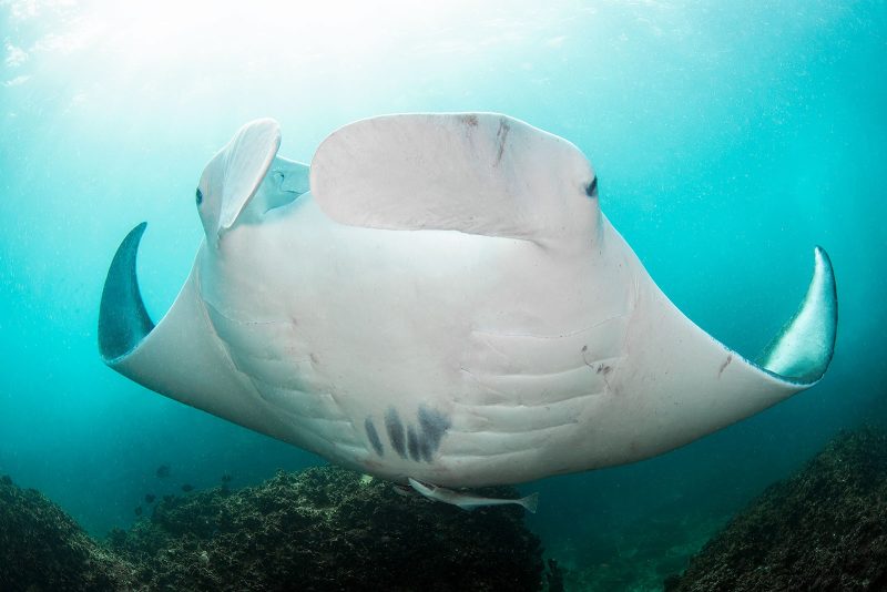 how to photograph manta rays overhead