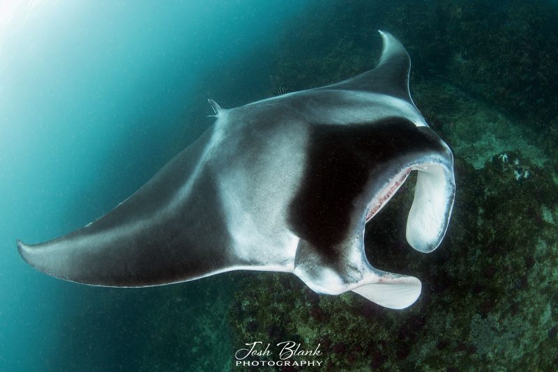 composition tips for photographing manta rays underwater