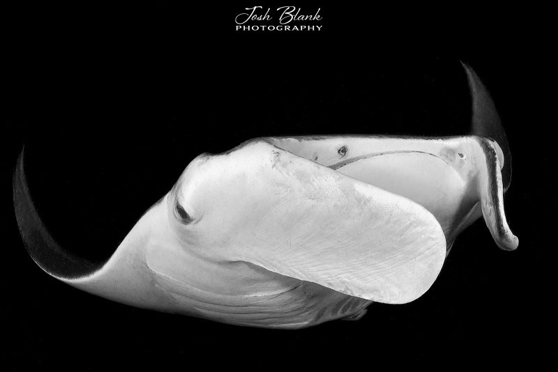 black and white photograph of manta ray