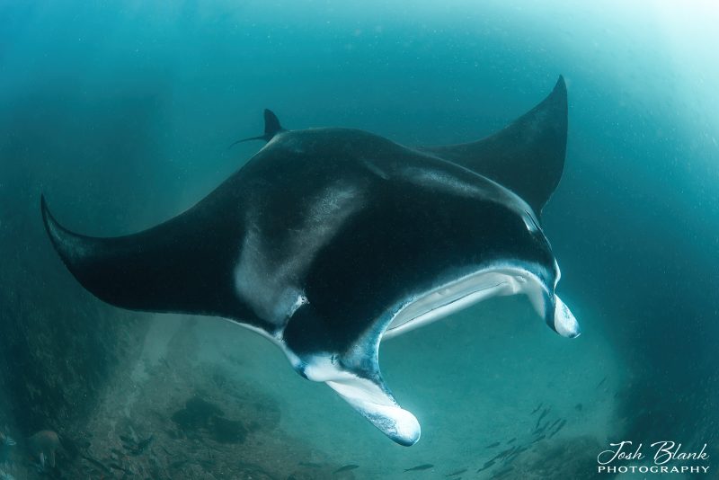 swimming manta ray photograph