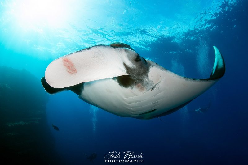 photographing manta rays underwater