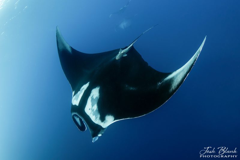 photograph of manta ray in deep blue waters