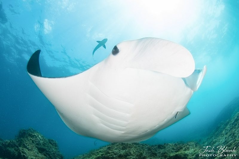 Camera settings for photographing manta rays underwater