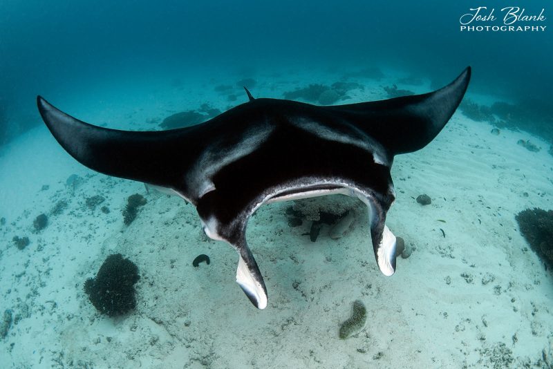 How to photograph manta rays underwater