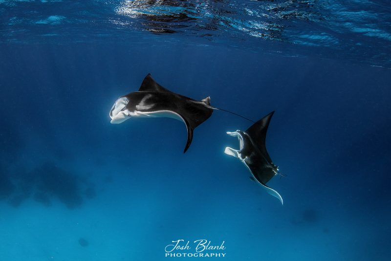 Shooting a fish-eye lens from a distance can be a great way to compose manta ray images