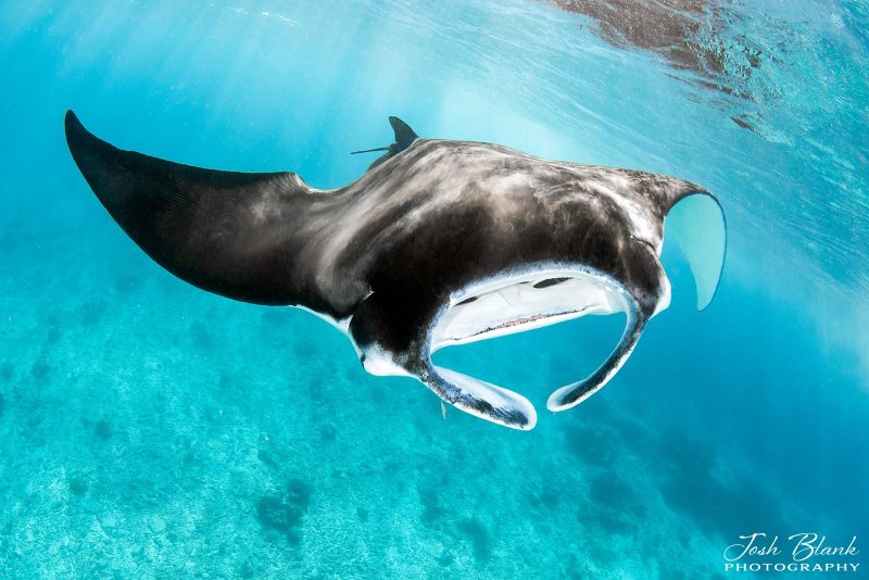 moanta ray photograph underwater