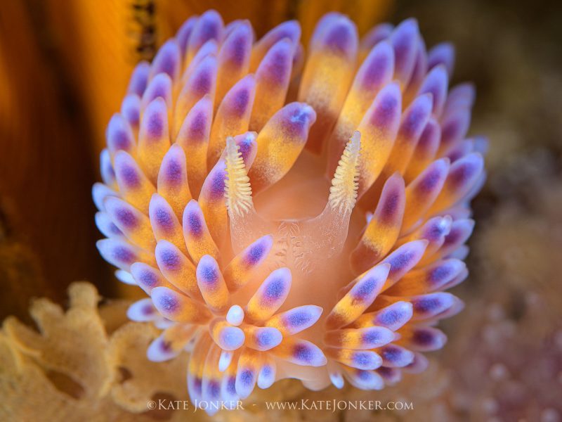Capturing bright colours of nudibranch underwater