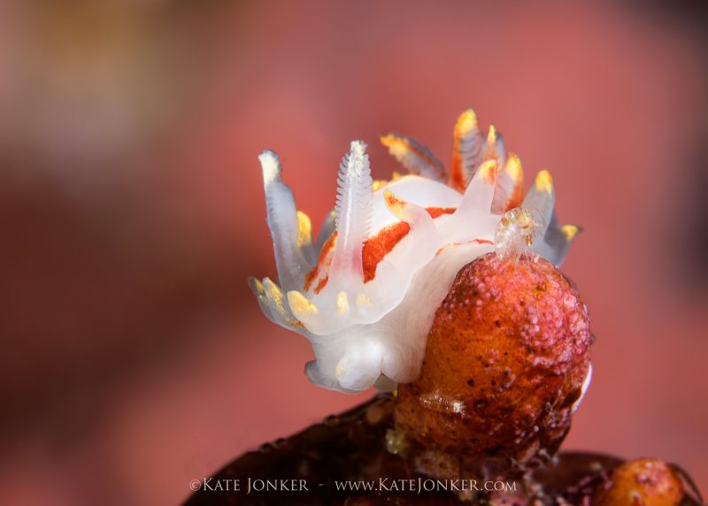 Techniques to photograph nudibranch