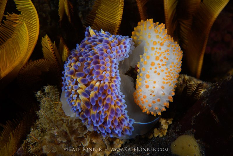 photographing nudibranches